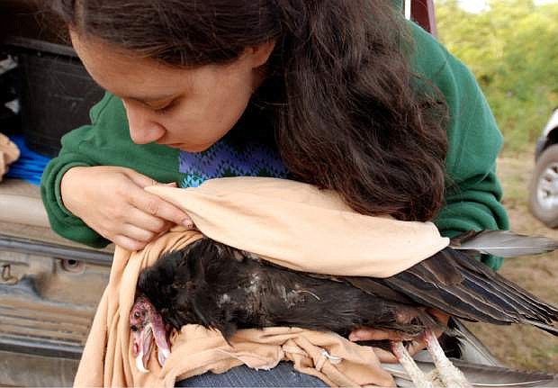 FILE - In this Aug. 7, 2009, file photo, Yurok Tribe wildlife biotechnician Tiana Williams holds a turkey vulture in the hills above Orick, Calif., where it was trapped as part of the tribe&#039;s efforts to determine if the Klamath River canyon would be suitable habitat for condors. The Yurok Tribe has signed agreements leading to the first release of captive-bred condors into the northern half of their historic range _ the sparsely populated Redwood Coast of Northern California. The tribe, based at the mouth of the Klamath River, has been working the past five years under a federal grant to establish whether the rare birds can survive in a place they have not lived for a century. (AP Photo/Jeff Barnard, File)