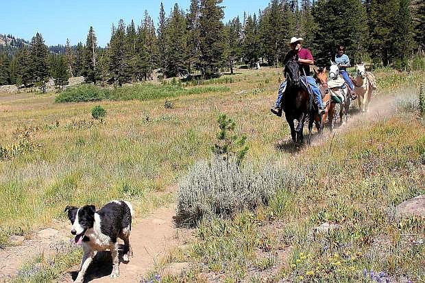 Users of the Tahoe Rim Trail can travel on it by foot, bike or even horeseback. The 165-mile trail encompasses the entire Lake Tahoe Basin and is used by thousands of locals and visitors each year.