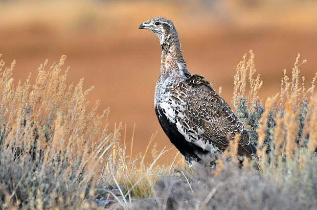 This July, 26, 2014 photo provided by the U.S. Fish and Wildlife Service shows a Greater Sage Grouse at the Seedskadee National Wildlife Refuge in Wyoming. A government study recommends keeping oil and gas drilling, wind farms and solar projects more than 3 miles away from the breeding grounds of a bird that ranges across much of the Western U.S. a finding that could carry significant impacts for the energy industry as the Obama administration weighs whether the greater sage grouse needs more protections after seeing its population plummet in recent decades. (AP Photo/U.S. Fish and Wildlife Service,Tom Koerner)
