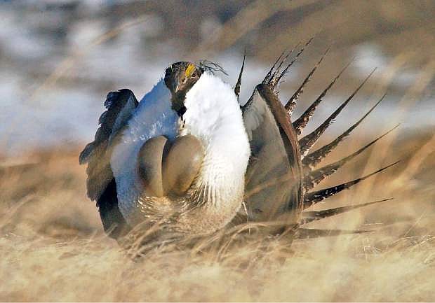 FILE - In this April 15, 2008 file photo, a male sage grouse performs his &quot;strut&quot; near Rawlins, Wyo.  In a statement Friday, Dec. 20, 2013, Nevada&#039;s U.S. senators released a statement that they are orchestrating a bipartisan discussion on how best to protect sage grouse in the Silver State, with the goal of staving off a listing by the federal government under the Endangered Species Act.  (AP Photo/Rawlins Daily Times, Jerret Raffety, File) NO SALES