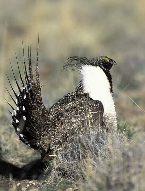 Gov. Brian Sandoval says the Department of Interior has agreed to new sage grouse maps that allows for a school to be built in the Reno area.