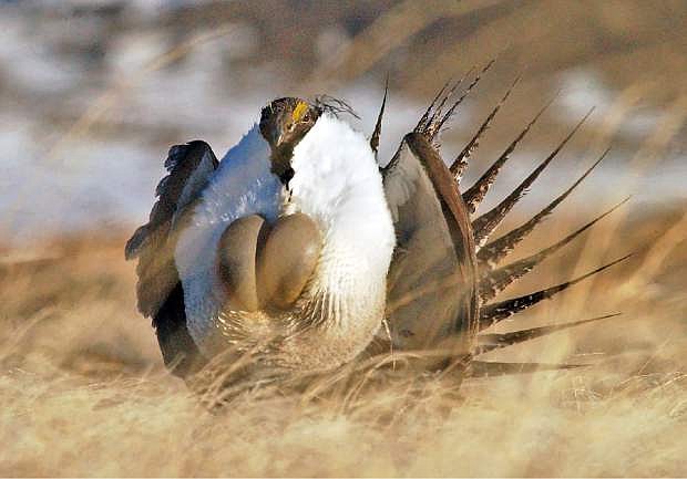 FILE --This file photo taken Tuesday, April 15, 2008, near  Rawlins, Wyo., shows a  male sage grouse performing  his &quot;strut&quot;. Federal wildlife officials are expected to make a decision Friday Oct. 25, 2013 about listing populations of sage grouse in Nevada and California as an endangered species. Miners, ranchers and others that operate on public lands have opposed the protections as an economic disaster. (AP Photo/Rawlins Daily Times, Jerret Raffety, File)
