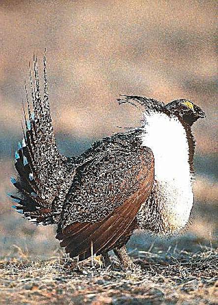 The male greater sage grouse is shown.