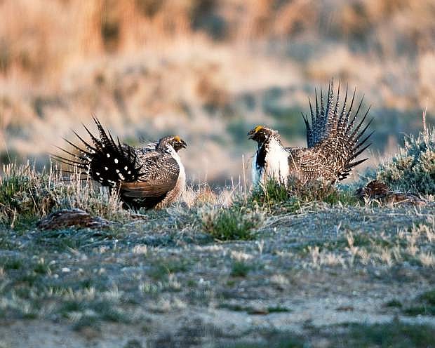The Bureau of Land Mangement has extended the comment period on potential changesto a plan affecting the Greater Sage Grouse Bi-State Distinct Population.