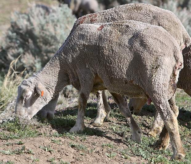 Sheep graze on invasive species including cheat grass Thursday in Carson City.