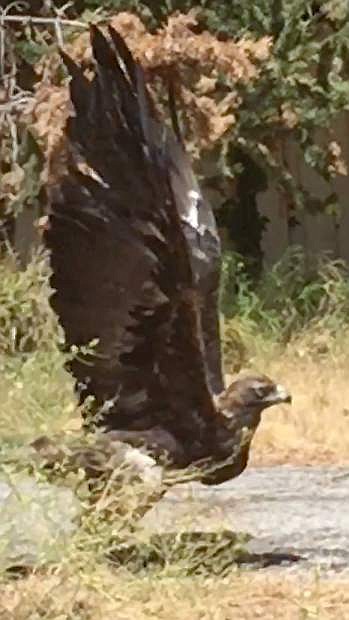 Manuel Silva, using his iPhone 6 Plus, caught this golden eagle landing on Kings Canyon Road.