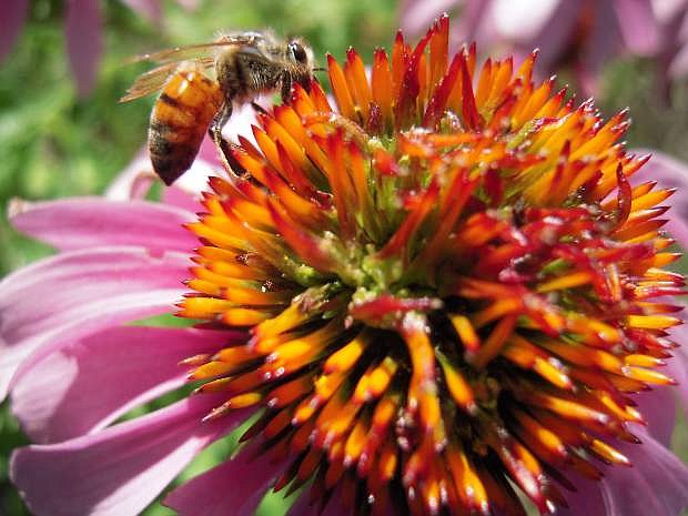 The USDA Agricultural Research Service reports bee populations are on the decline due to nutrition deficiencies and pesticide use on crops on which bees feed.