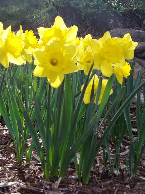 Daffodils bring welcomed color to spring gardens.