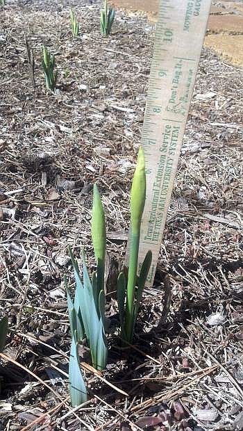 Flower buds show up on spring daffodils despite the plants being only a few inches tall. The ruler is stuck into the ground a bit more than an inch.