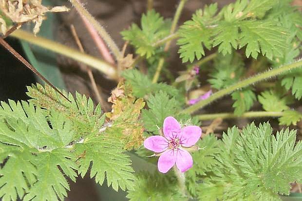Redstem filaree, a weed with fernlike leaves and small pink flowers, are only slightly controlled with herbicides and should be removed before going to seed.