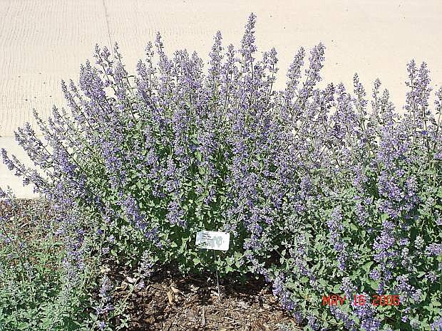 Catmint, non-native to Nevada, is a worthy ground cover.