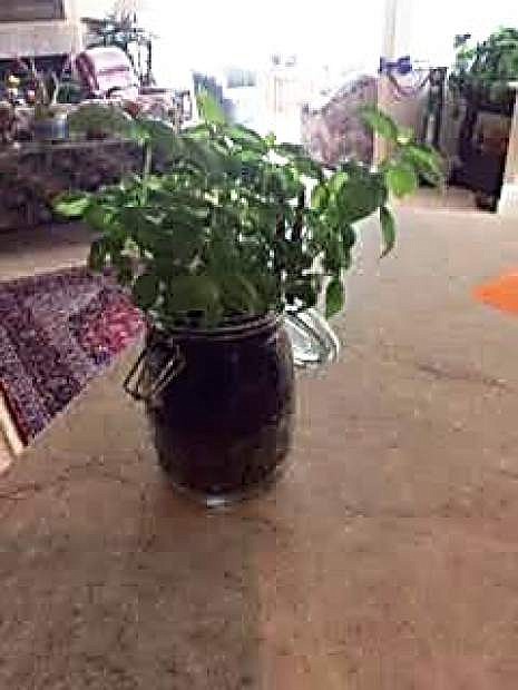 Basil and other herbs can be planted in Mason jars for another take on an indoor garden.