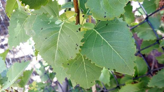 Root weevil damage can be easily mixed up with leaf cutter bee damage. Leaf cutter bees are beneficial and use the material they cut out of the leaf to make nests.