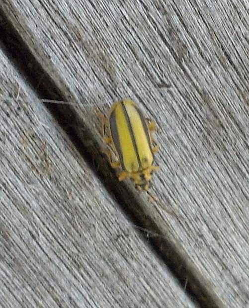 Adult elm leaf beetles are olive-green with black stripes about one-quarter inch long.