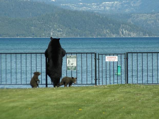 In the spring of 2014, Neal Simmons took this photo of a bear and her two cubs surveying Lake Tahoe from grass near the Tahoe Keys Marina in South Lake Tahoe.
