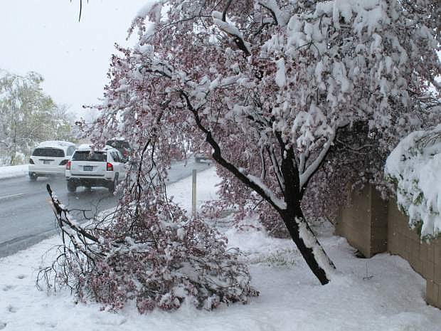 Traffic passes a cherry blossom tree with limbs broken by the weight of heavy snow along Sparks Boulevard in Sparks.
