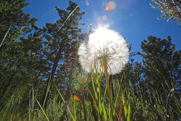 A dandelion shines in the sun at Spooner Lake State Park Wednesday afternoon. Temperatures at the lake were a little cooler but down in the valley low to mid 90 degree temperatures were expected.