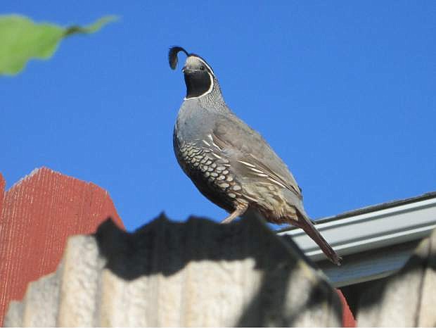 Thomas Bathgate, 10, took this photo of a quail on a fence in the Silver Oak neighborhood on Aug. 11.