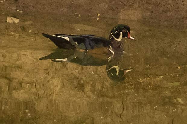 Cathy Carney submitted this photo of a male wood duck, mirrored and swimming, at Empire Golf Course on Wednesday morning.