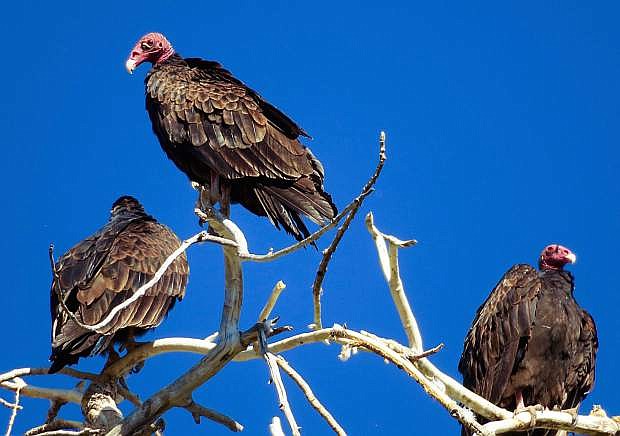 Vultures warm themselves in a tree at the corner of Mountain and Telegraph streets on Thursday. Photo by Alan Banfield.