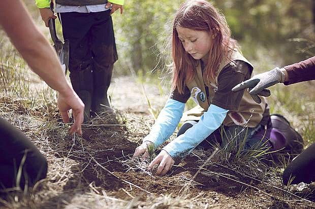 A Tahoe child helps during a recent sugar pine planting outing.