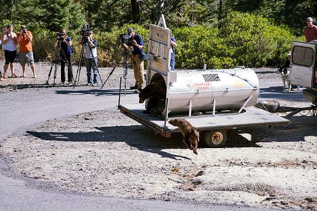 Reno news crews watch in the mountains above Lake Tahoe on Wednesday as Nevada Department of Wildlife officials release a mother bear and cub trapped the day before on the lake&#039;s north shore near Crystal Bay.