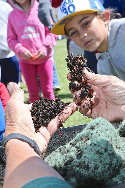 Mark Twain third-grader Alandra Carrillo checks out adult red worms for composting from Full Circle Soils and Compost on Friday.