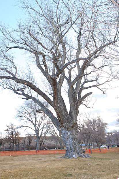 A large cottonwood in Fuji Park, shown here Friday, that&#039;s been deemed a hazard due to falling limbs is slated to be removed by the city.