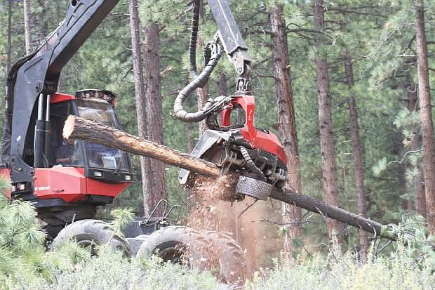 A machine shaves off the branches of a tree that it just cut down as a part of the Nevada Division of Forestry&#039;s forest thinning project. This project aims to reduce the amount of wildfire fuels by decreasing tree density in the Clear Creek area.