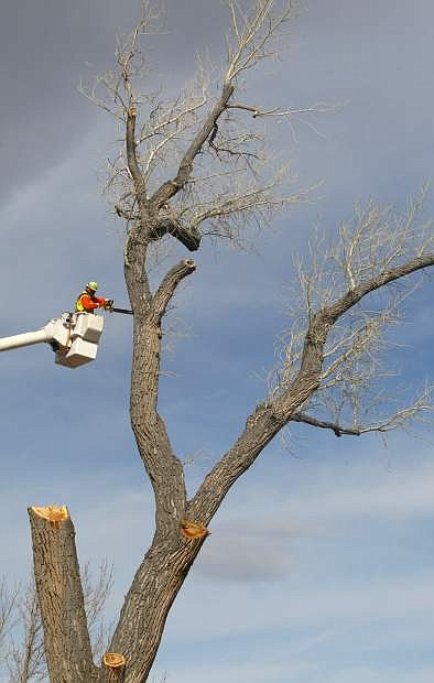 Joe Booth cuts large branches from a 150-year-old cottonwood that was removed from Fuji Park on Tuesday, because of a threat to public safety.