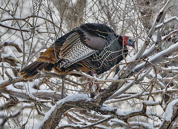 A turkey is seen in a tree south of Gardnerville along Highway 88.
