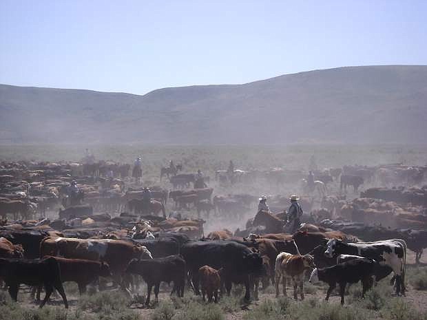 Dust kicks up from a cattle drive in Northern Nevada.
