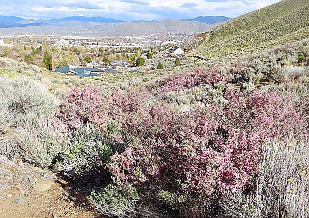 Bill Vance of Carson City snapped this photo of desert peach in bloom with Carson City in the distance from C Hill.