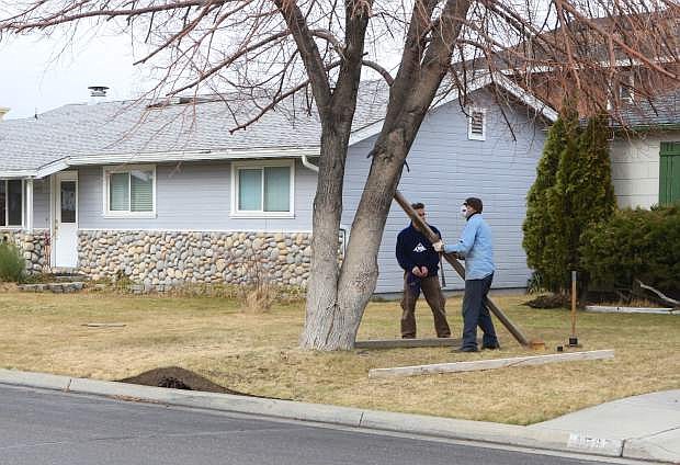 A couple of unidentified men prop up a tree that is pulling up the grass alongside the curb and threatening a house on Mono Ave. in Gardnerville.