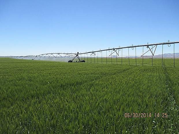 A low energy spray application irrigation system in Arco, Idaho is similar to one installed in Diamond Valley in Eureka County. The goal is to reduce water and energy needed to irrigate alfalfa and Timothy hay crops.