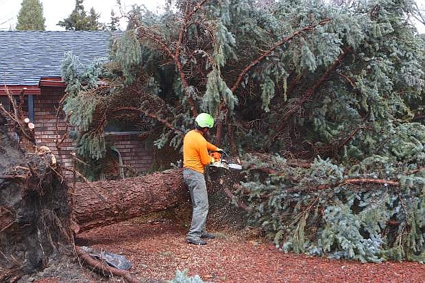 Robert Lopez of Stay Green Tree Service starts to dismantle a 60-plus foot Colorado Spruce tree that blew over into Eleanor Foster&#039;s front yard on Calaveras Drive during a windstorm around 1:30 pm Friday. Luckily the tree threaded itself right in between her house and her neighbor&#039;s and nobody was injured. With a brief break in the weather and wind Saturday, another system will make its way into Carson City bringing colder temperatures and the possibility of heavy snow in the capital city this afternoon and evening, according to the National Weather Service. A Winter Weather Advisory has been issued for Carson City, Reno, Carson Valley, Dayton and Virginia City areas, as well as the Lake Tahoe Basin where up to a foot of snow is possible.
