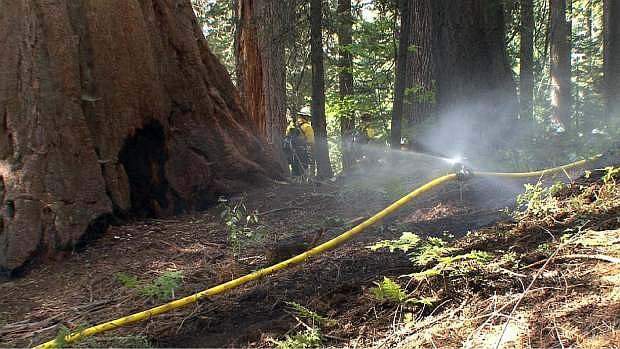 Sprinkler lines are set around the perimeter of a grove of giant sequoias in Yosemite National Park in this photo made on Sunday, Aug. 25, 2013, and released by the National Park Service on Tuesday. Yosemite crews continue to keep water on the Merced and Tuolumne  groves of giant sequoias less than 10 miles from the front lines of the Rim Fire, which has ravaged 282 square miles by Tuesday, the biggest in the Sierra&#039;s recorded history. (AP Photo/National Park Service)