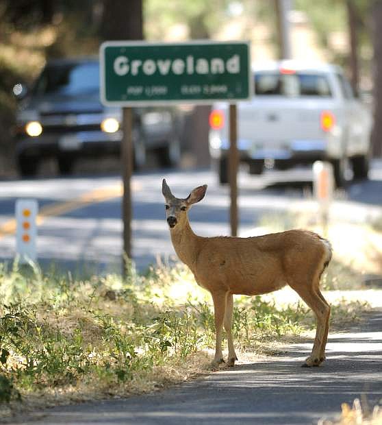 FILE - In this Aug. 26, 2013 file photo, a deer takes refuge alongside the road in the city of Groveland, Calif., on the edge of the Rim Fire which continues to burn in the Stanislaus National Forest.   It doesn&#039;t pay to be a dateline in a disaster story, as the folks around Groveland will tell you. On what would have been the busiest weekend of the summer had the Strawberry Music Festival not been cancelled, hotel rooms are empty and the local coffee roaster got rid of all 6 employees because the road to Yosemite is closed. One hotelier has had $20,000 in cancellations just this week. In the park, tourists are enjoying elbow room as hard-to-get campsite and lodging rooms are full but day tourists are staying away out of fear of fire and smoke.  (AP Photo /Elias Funez, The Modesto Bee, File) LOCAL TV OUT (KXTV10, KCRA3, KOVR13, FOX40, KMAX31, KQCA58, CENTRAL VALLEY TV); LOCAL PRINT OUT (TURLOCK JOURNAL, CERES COURIER, OAKDALE LEADER, MODESTO VIEW, PATTERSON IRRIGATOR, MANTECA BULLETIN, RIPON, RECROD, SONORA UNION DEMOCRAT, AMADOR LEDGER DISPATCH, ESCALON TIMES, CALAVERAS ENTERPRISE, RIVERBANKS NEWS) LOCAL INTERNET OUT (TURLOCK CITY NEWS.COM, MOTHER LODE.COM)