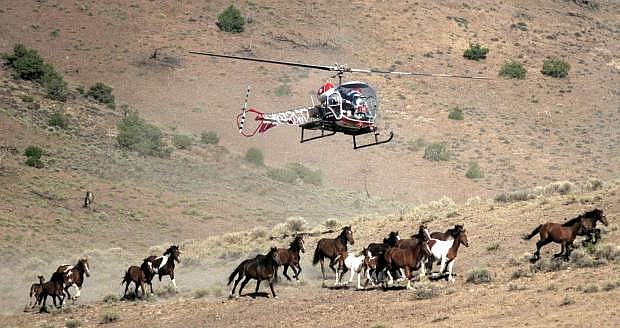 FILE -  In this Aug. 13, 2002 file photo, a Nevada Department of Agriculture helicopter is used to round up wild horses on the Virginia Range east of Reno, Nev.  The state of Nevada has signed a cooperative agreement with wild horse protection advocates allowing the longtime critics of mustang roundups to have the first shot at purchasing state-captured animals that otherwise might end up at the slaughterhouse.  (AP Photo/Reno Gazette-Journal, Liz Margerum, File)