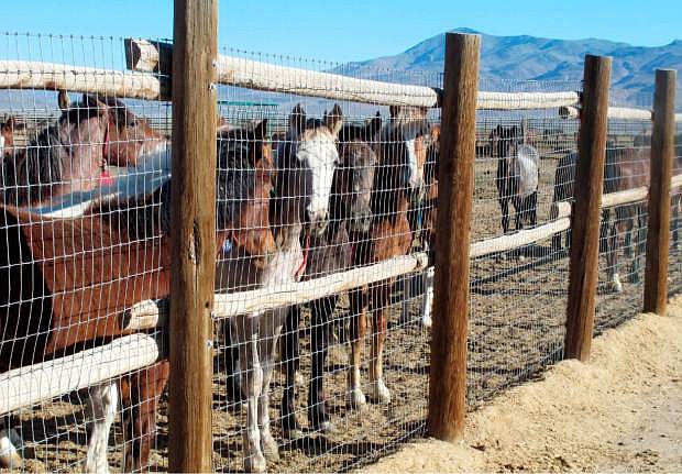 FILE - In this June 5, 2013, file photo, horses stand behind a fence at the Bureau of Land Management&#039;s Palomino Valley holding facility in Palomino Valley, Nev. The head of the government&#039;s $70 million wild horse management program warned last summer it is headed for financial collapse unless ``drastic changes&#039;&#039; are made. Lingering drought, a record 49,000 mustangs in long- and short-term holding, and an on-range population that doubles every four years and is projected to exceed 60,000 in 2015, threaten the program&#039;s future. (AP Photo/Scott Sonner, File)