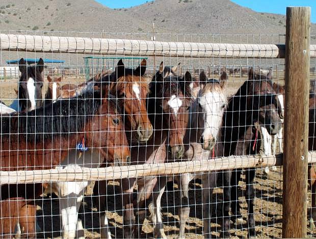 FILE - In this June 5, 2013 file photo, some of the hundreds of mustangs the U.S. Bureau of Land Management recently has removed from federal rangeland peer at visitors at the BLM&#039;s Palomino Valley holding facility about 20 miles north of Reno, Nev. A federal judge has agreed to let wild horse advocates make their case for a court order blocking another mustang roundup in Nevada in a legal battle underscoring divisions among protection groups over the use of a fertility drug to slow herd growth. U.S. District Judge Larry Hicks set a hearing Feb. 9, 2015 to hear the formal request for a preliminary junction prohibiting the government from gathering 332 horses in the Pine Nut Range southeast of Carson City. (AP Photo/Scott Sonner, File)