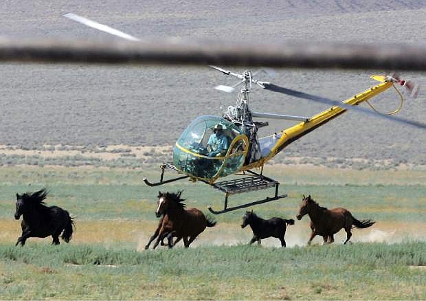 FILE - In this July 13, 2008 file photo a livestock helicopter pilot rounds up wild horses from the Fox &amp; Lake Herd Management Area from the range in Washoe County, Nev., near the town on Empire, Nev. The Bureau of Land Management is on a path to sterilize wild horses on U.S. rangeland to slow herd growth _ a first-time approach condemned by mustang advocates across the West. (AP Photo/Brad Horn, File)