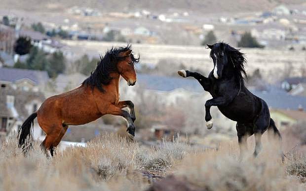 FILE - In this Jan. 13, 2010 file photo, two young wild horses play while grazing in Reno, Nev. Wild horse protection advocates say the government is rounding up too many mustangs while allowing livestock to feed at taxpayer expense on the same rangeland scientists say is being overgrazed. (AP Photo/Reno Gazette-Journal, Andy Barron, File) NEVADA APPEAL OUT;  NO SALES