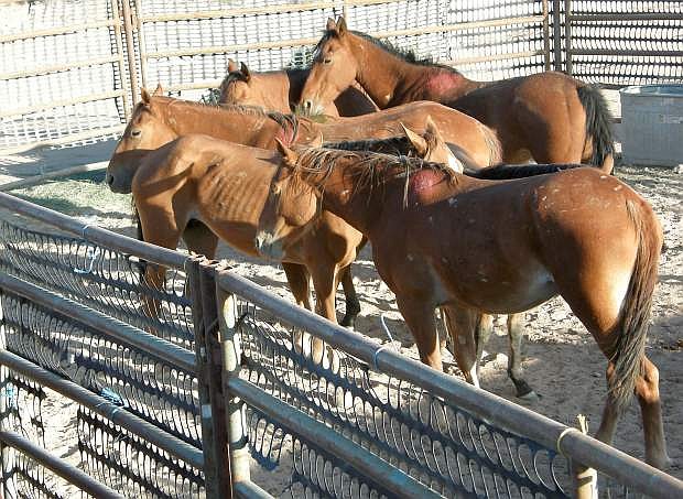 In this image released by the Department of the Interior&#039;s Bureau of Land Management, wild horses are seen after a Bureau of Land Management roundup at the Caliante Complex gather near Panaca in 2009.