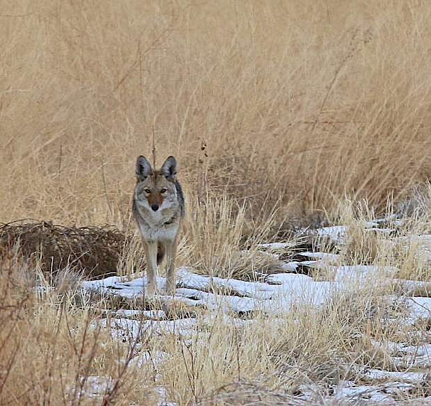 A lone coyote looks for food along the snow-covered shoreline of Washoe Lake Wednesday afternoon.