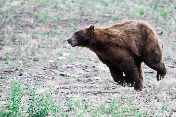 A 500-pound male bear was released near Spooner Summit in May.
