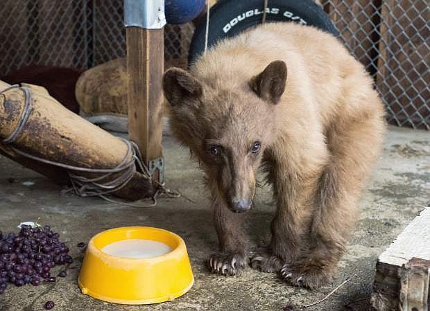The young black bear dubbed &quot;Heavenly&quot; after he was  found injured and approaching people at Heavenly Ski Resort in March must spend his life in captivity because he is too accustomed to people.