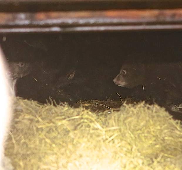 Four 3-month old bear cubs den under the deck of a house in the upper Kingsbury area Thursday.