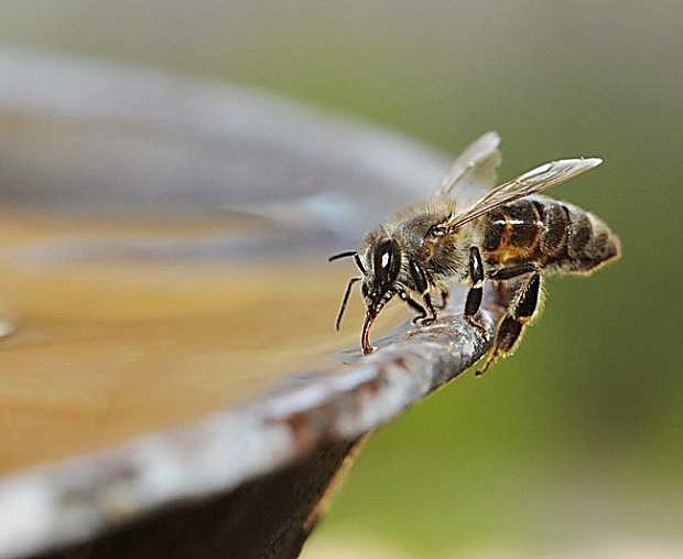 A honey bee sips some water.