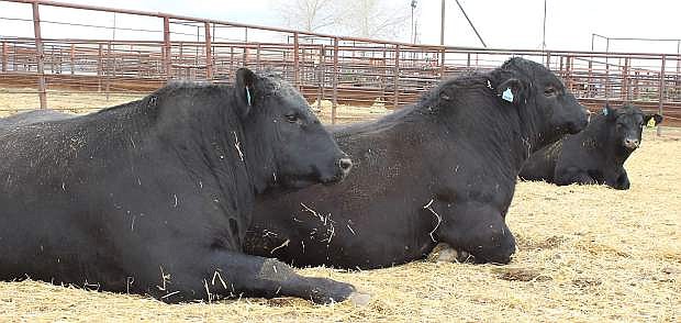Three bulls chill Thursday morning at the Fallon Livestock Exchange. The 48th annual Fallon All Breeds Bull Sale begins today with sifting, and the acutal sale takes place Saturday morning.